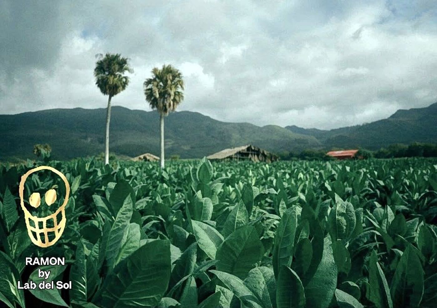 Dominican tobacco field where Ramon by Lab del Sol is grown