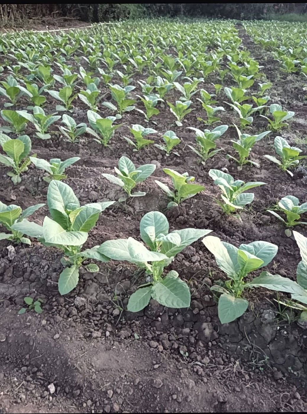 Young tobacco seedlings growing in Dominican soil