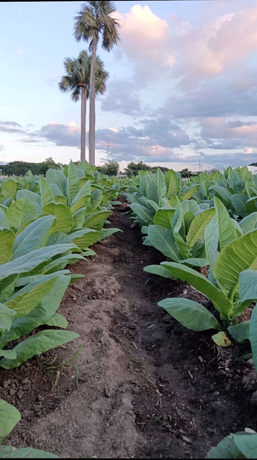 Dominican tobacco fields at golden hour in the Cibao valley